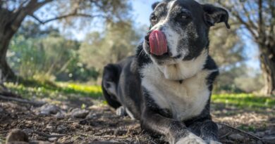 Cães idosos como gerar qualidade de vida na melhor idade